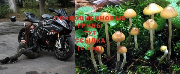 каннабис Дмитров